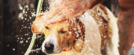 Dog Washing & Grooming Tips