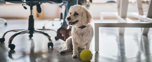 Dog Friendly Workplaces and the Benefits