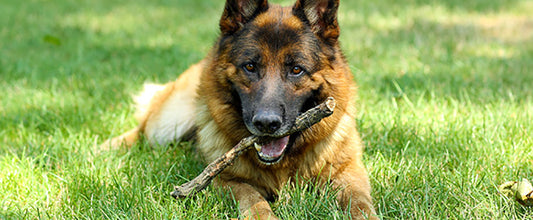 Dog Worms: Symptoms & Treatments