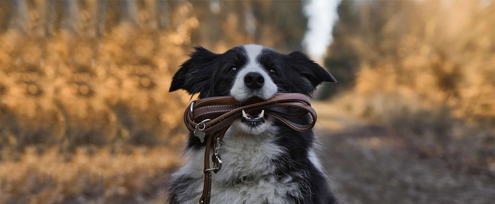 How to Stop Your Dog Pulling on the Lead