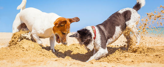Dog friendly beaches in Australia