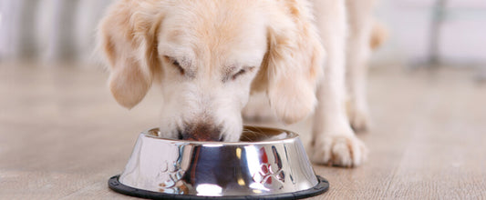What Do Dogs Eat? What Should I Feed My Dog?
