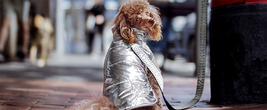 Winter 2020 Lifestyle Range: Dog Coats & Jackets