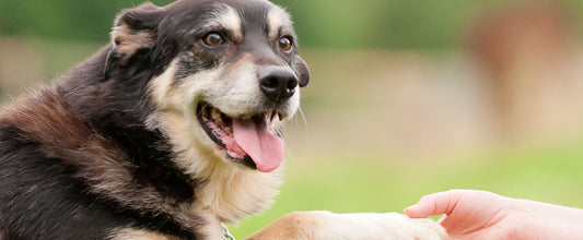 Rescue Dog Training Tips with Lara Shannon