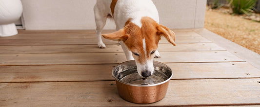 Dehydration in Dogs: Symptoms, Prevention, & Treatment