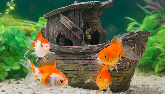 How To Set Up A Fish Tank: A Step by Step Guide