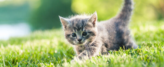 Worming Kittens - Symptoms & Treatment for Worms