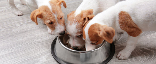 Feeding Puppies: What to Feed Them?