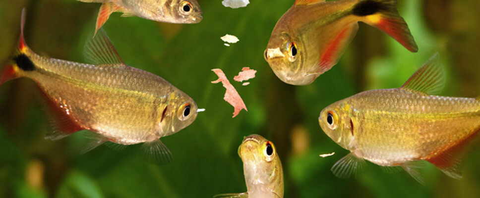 Feeding Your Pet Fish: A Quick Guide