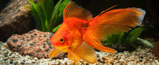 Fish Care Guide