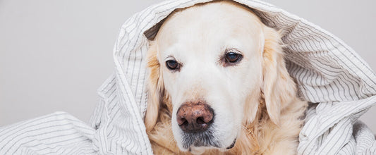 How to Get Rid Of and Prevent Pet Fleas and Ticks