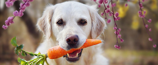 Food & Diet Tips for Your Dog