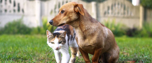 Non poisonous plants and poisonous plants for cats and dogs