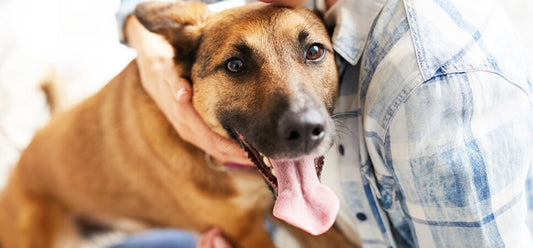 Giving pets as gifts: what you should know