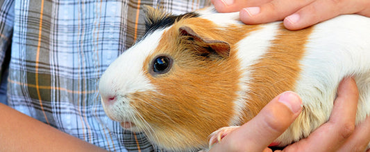How To Care For A Guinea Pig