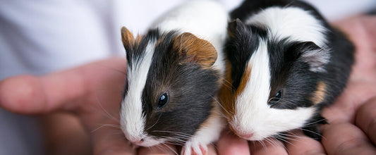 My First Guinea Pig
