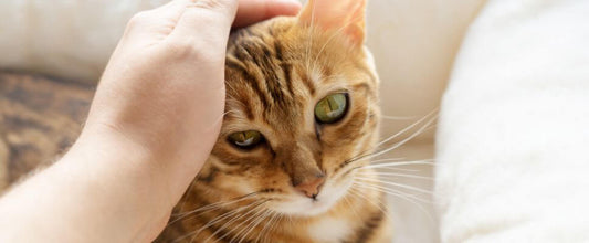 Ginger cat sitting on couch receiving a pat from a human