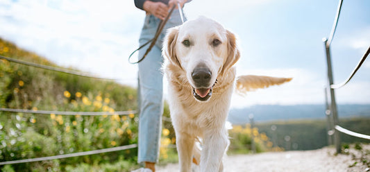 Dog-friendly parks, beaches and hiking trails