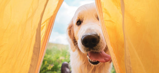 Dog friendly camping: camping locations, essentials and safety