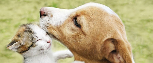 Kitten standing up and leaning on the face of dog.