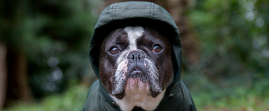 Understanding Dog Sizing Charts: How to Fit Clothing
