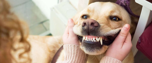 How To Keep Your Dogs Teeth Clean
