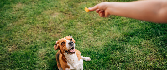How to Train Your Dog Simple Commands