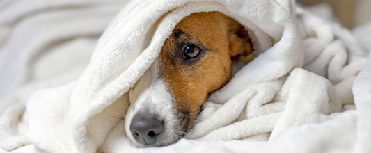 Hypothermia in Dogs & Cats: Causes, Symptoms and Care