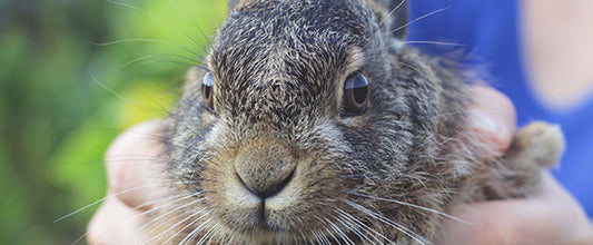 How to Hold a Rabbit & Exercise Your Bunny