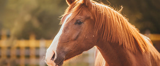Horse Care