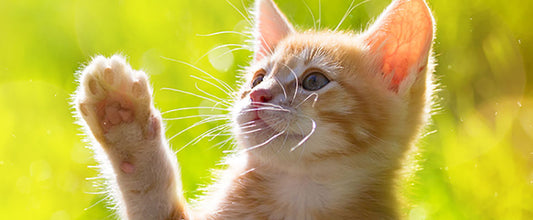 Kitten Flea Symptoms, Treatment & Prevention