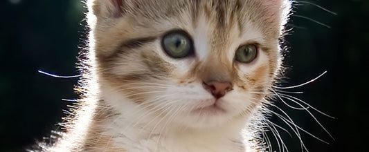Kitten Heartworm Prevention: Is it Required?