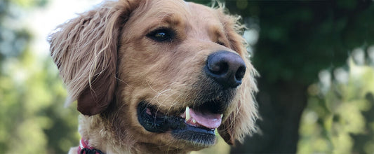 Meet Goldie, the Groodle Therapy Dog