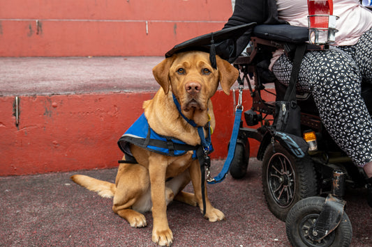 How to Train a Therapy Dog