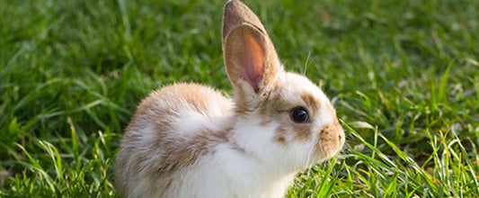 My First Rabbit!