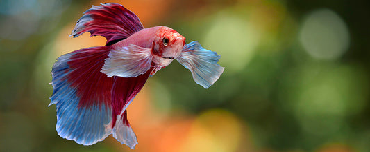 How To Clean Your Fish Tank