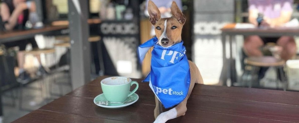 9 Reasons Why You Should Support Polished Pet This Year