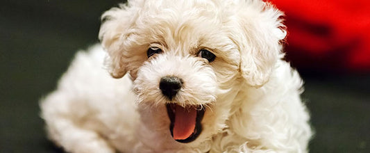 Puppy Grooming: Bathing, Washing & More
