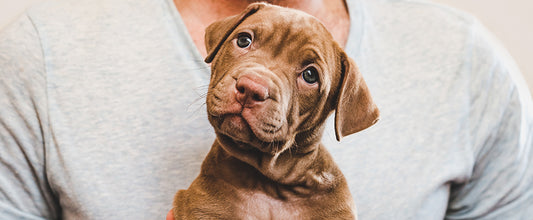 Bringing a Puppy Home: A Puppy Checklist