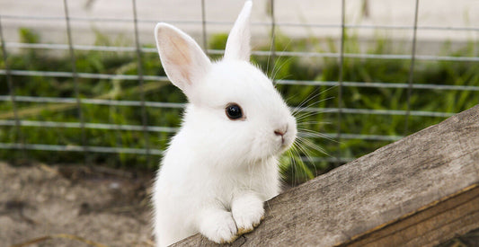 Rabbit Vaccinations, Worming & Desexing