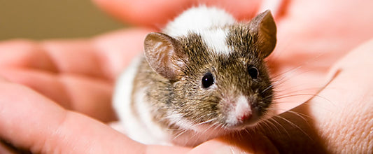 Rat & Mice Care