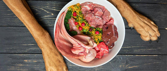 Raw food diet for dogs: the theory and the basics