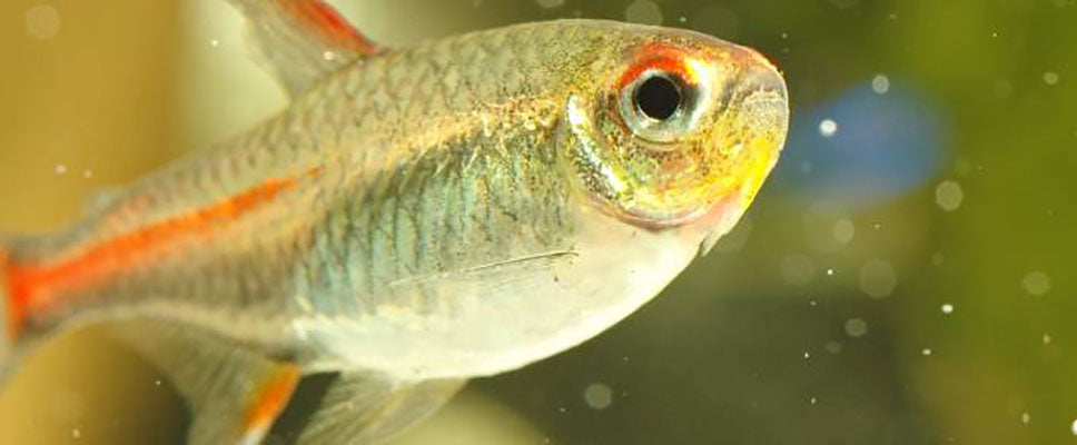 Sick Fish: Diagnosis and Treatment