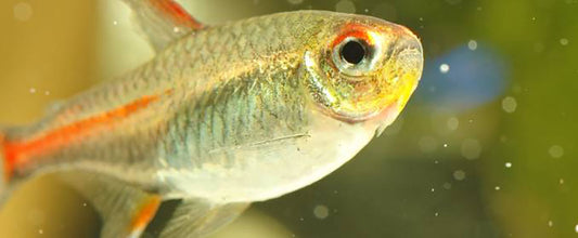 Sick Fish: Diagnosis and Treatment