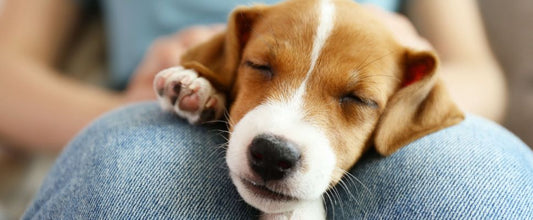 Caring for your puppy: must-know tips on raising a healthy pup