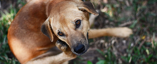 Ticks On Dogs: Types, Prevention, & Treatment