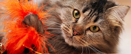 Tips for Cat Flea Treatment & Prevention Tips