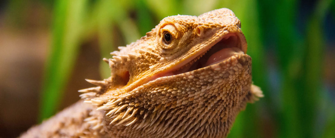 Bearded Dragon Care Guide