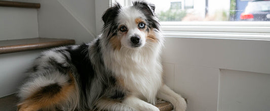 Do's & Don'ts for Toilet Training Your Dog