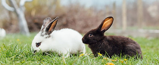 Toilet Training Rabbits: Litter Training Your Bunny